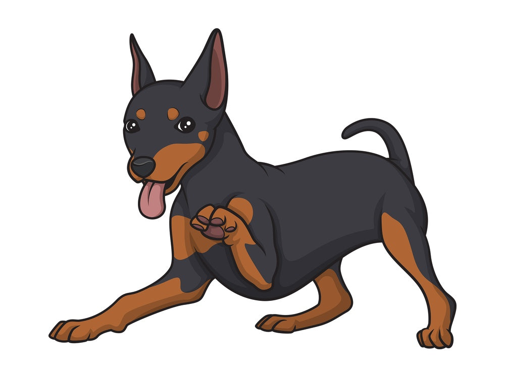 Playful mini pinscher. PNG - JPG and vector EPS (infinitely scalable).