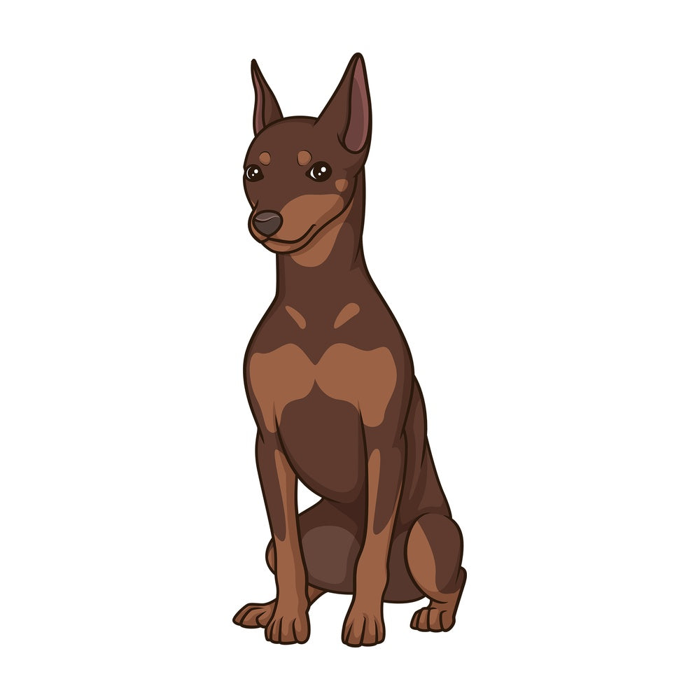 Obedient mini pinscher sitting. PNG - JPG and vector EPS (infinitely scalable).