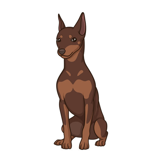 Obedient mini pinscher sitting. PNG - JPG and vector EPS (infinitely scalable).
