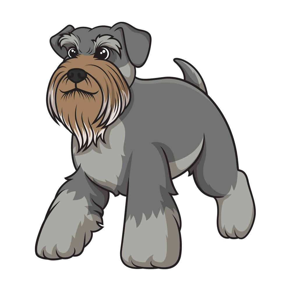 Gray schnauzer walking. PNG - JPG and vector EPS (infinitely scalable).