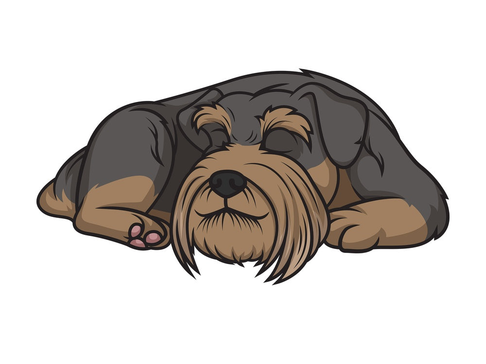 Schnauzer sleeping. PNG - JPG and vector EPS (infinitely scalable).