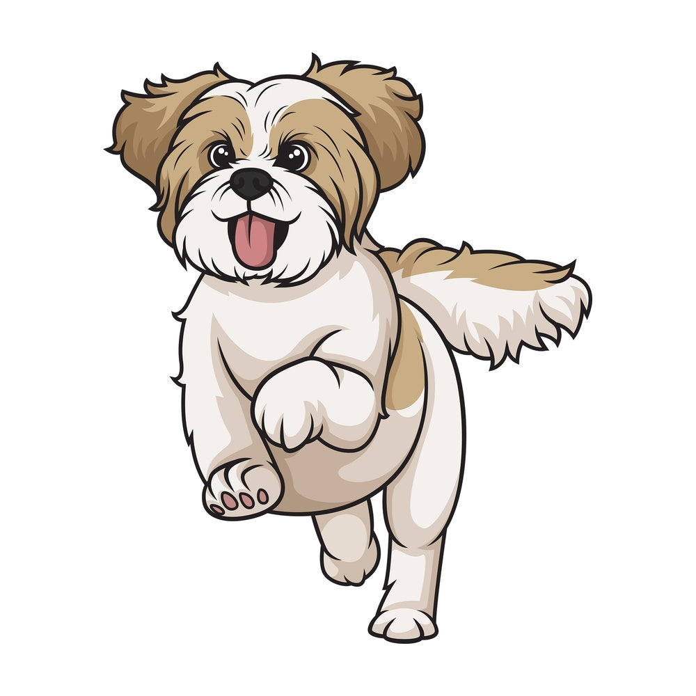Gold white shih tzu running. PNG - JPG and vector EPS (infinitely scalable).