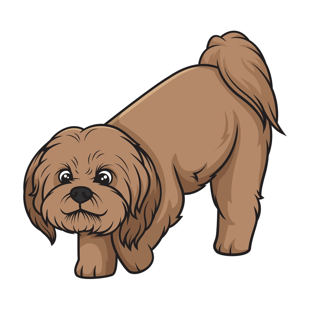 Brown shih tzu sniffing. PNG - JPG and vector EPS (infinitely scalable).