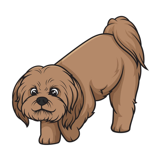Brown shih tzu sniffing. PNG - JPG and vector EPS (infinitely scalable).