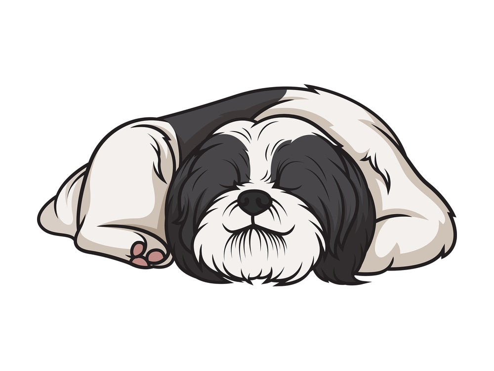 Shih tzu sleeping. PNG - JPG and vector EPS (infinitely scalable).