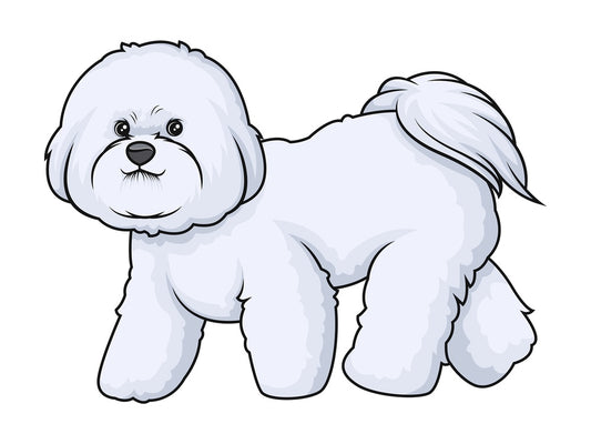 Bichon frise walking. PNG - JPG and vector EPS (infinitely scalable).