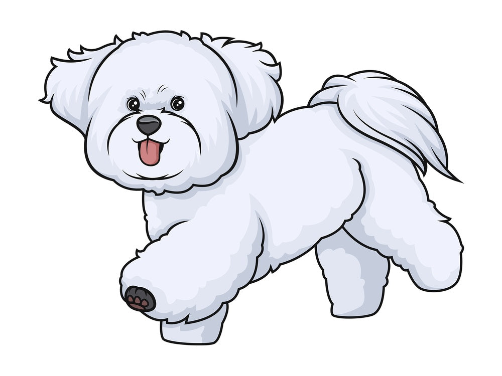 Bichon frise running. PNG - JPG and vector EPS (infinitely scalable).