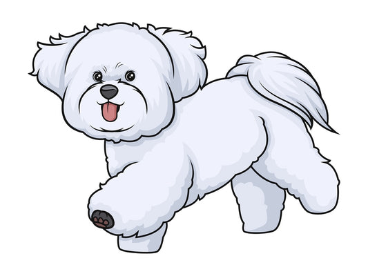 Bichon frise running. PNG - JPG and vector EPS (infinitely scalable).