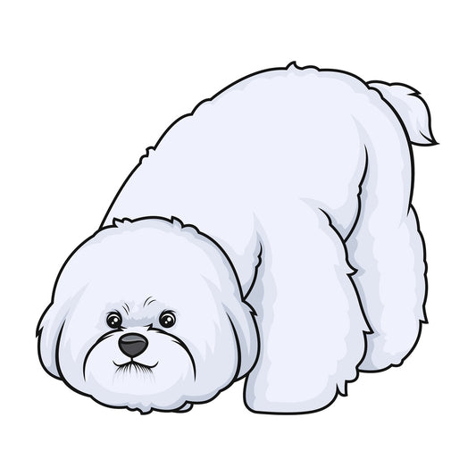 Bichon frise sniffing. PNG - JPG and vector EPS (infinitely scalable).
