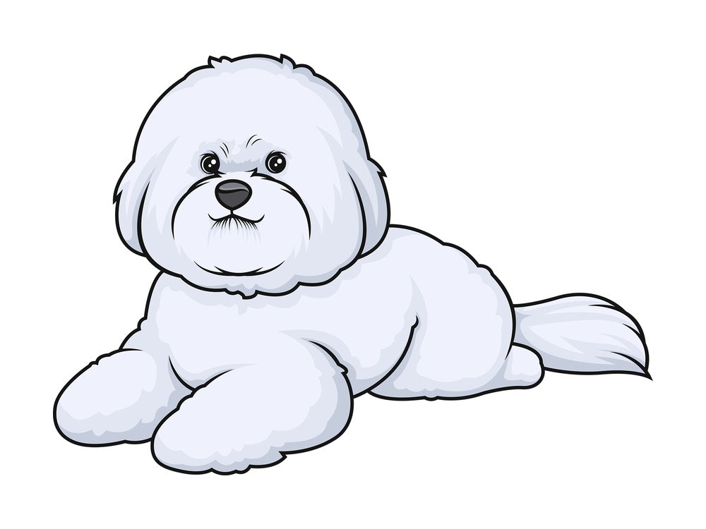 Bichon frise lying down. PNG - JPG and vector EPS (infinitely scalable).