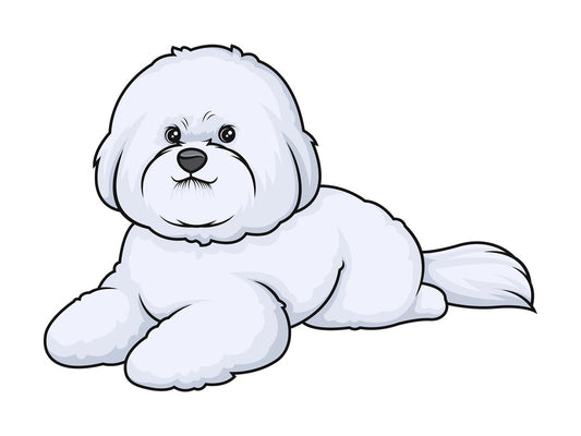 Bichon frise lying down. PNG - JPG and vector EPS (infinitely scalable).
