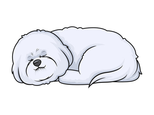 Bichon frise sleeping. PNG - JPG and vector EPS (infinitely scalable).