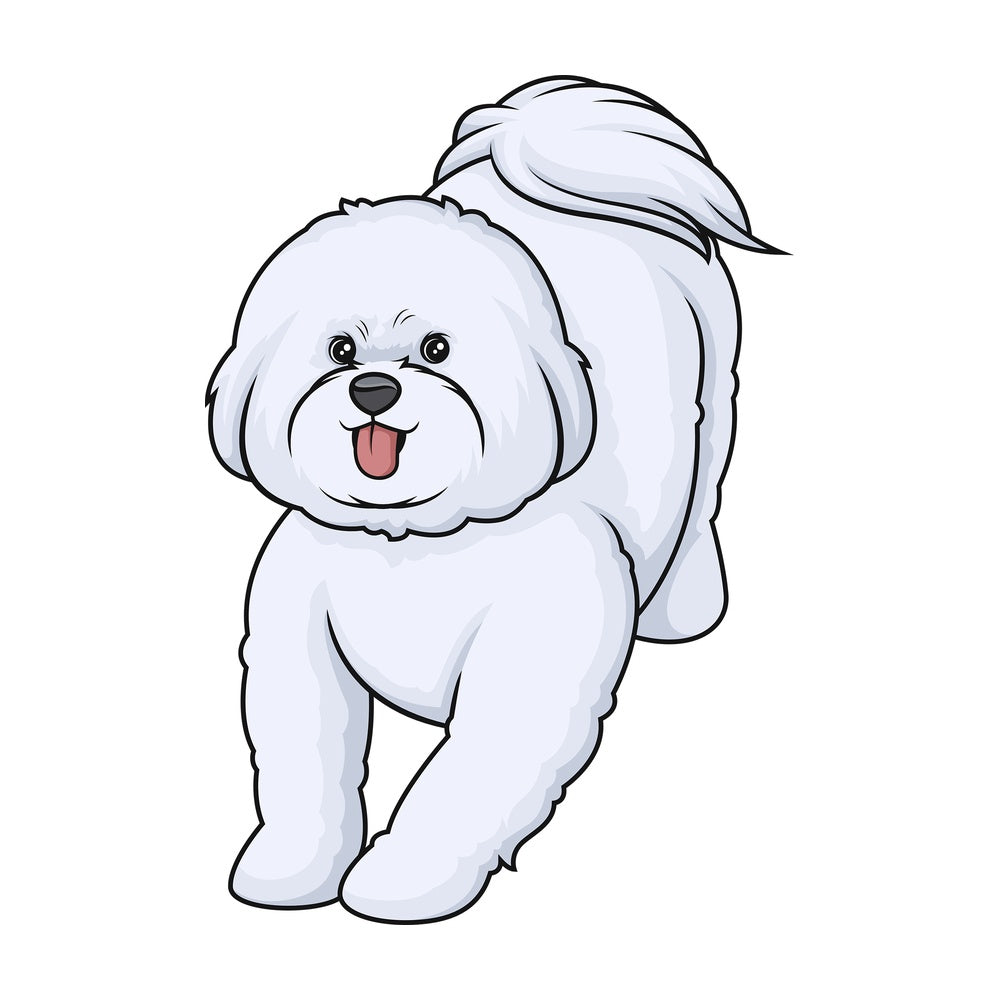 Playful bichon frise. PNG - JPG and vector EPS (infinitely scalable).