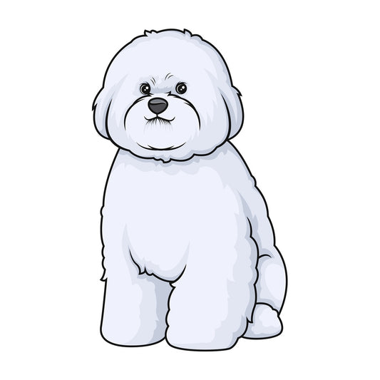 Obedient bichon frise sitting. PNG - JPG and vector EPS (infinitely scalable).