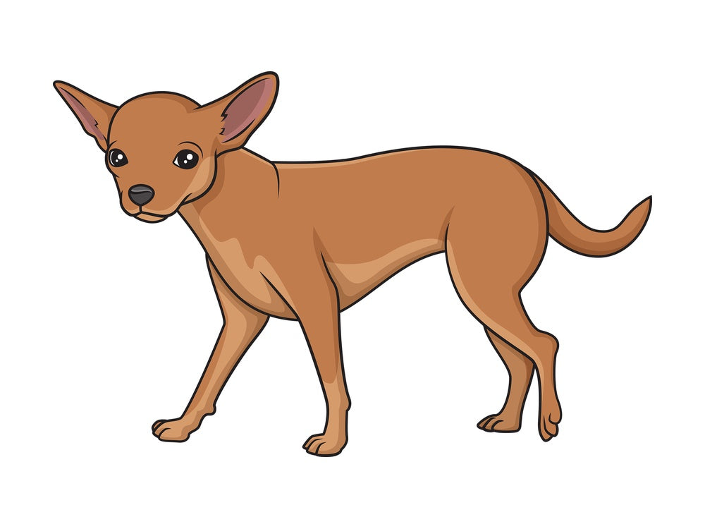 Chihuahua walking. PNG - JPG and vector EPS (infinitely scalable).
