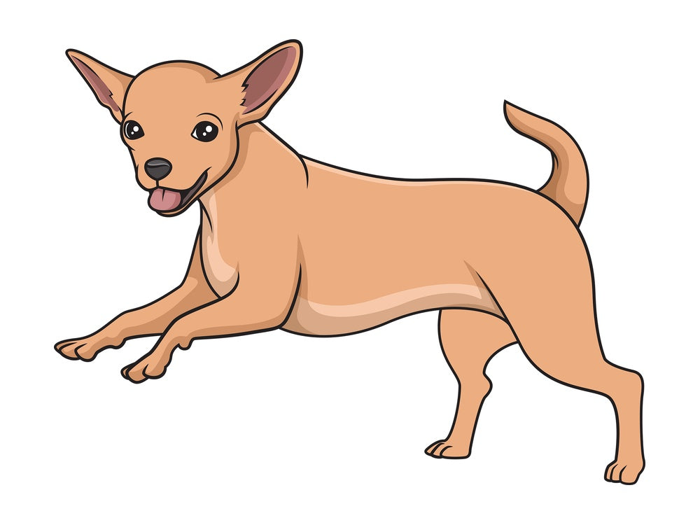 Chihuahua running. PNG - JPG and vector EPS (infinitely scalable).