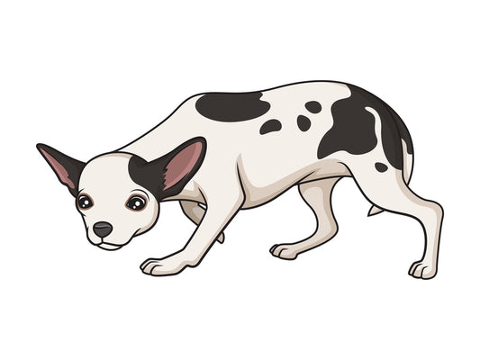 Merle chihuahua sniffing. PNG - JPG and vector EPS (infinitely scalable).