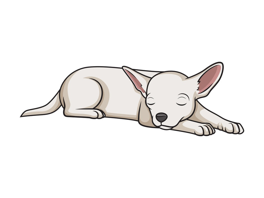 Chihuahua sleeping. PNG - JPG and vector EPS (infinitely scalable).