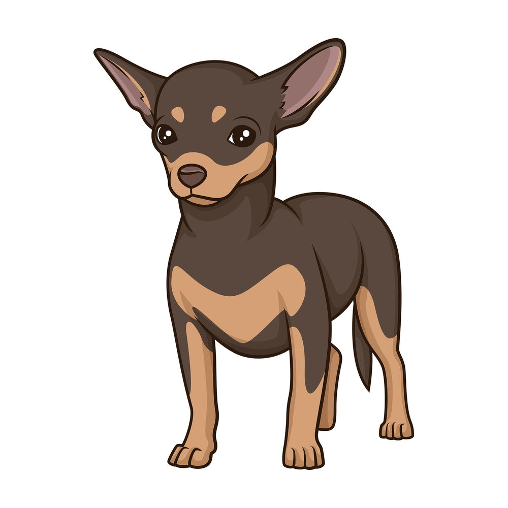Proud chihuahua. PNG - JPG and vector EPS (infinitely scalable).