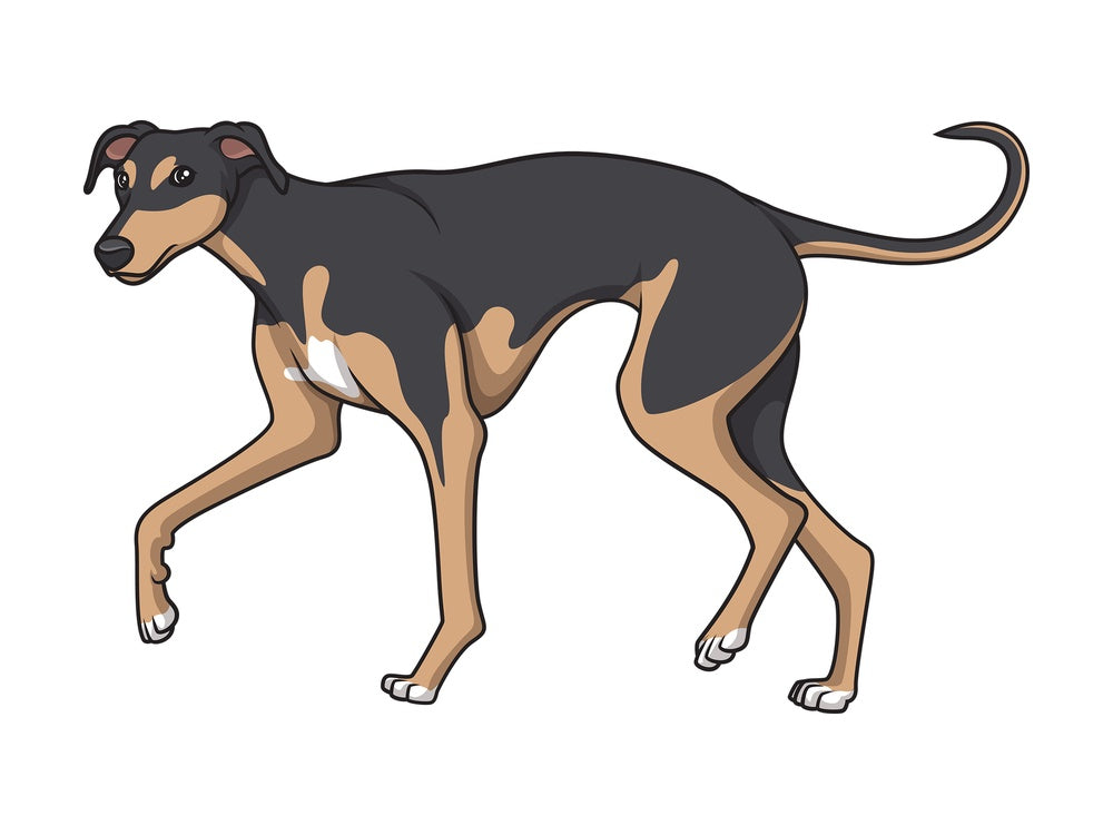 Greyhound walking. PNG - JPG and vector EPS (infinitely scalable).