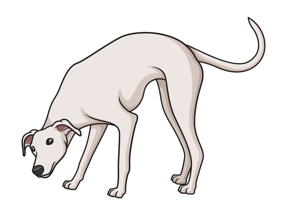 White greyhound sniffing. PNG - JPG and vector EPS (infinitely scalable).