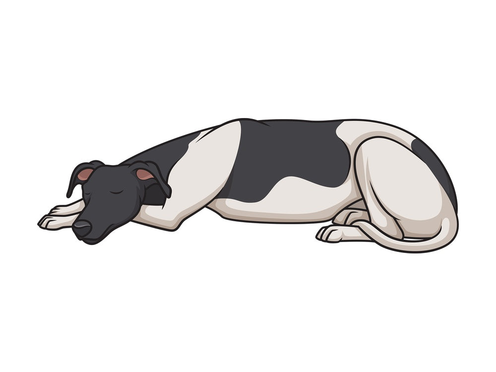 Greyhound sleeping. PNG - JPG and vector EPS (infinitely scalable).