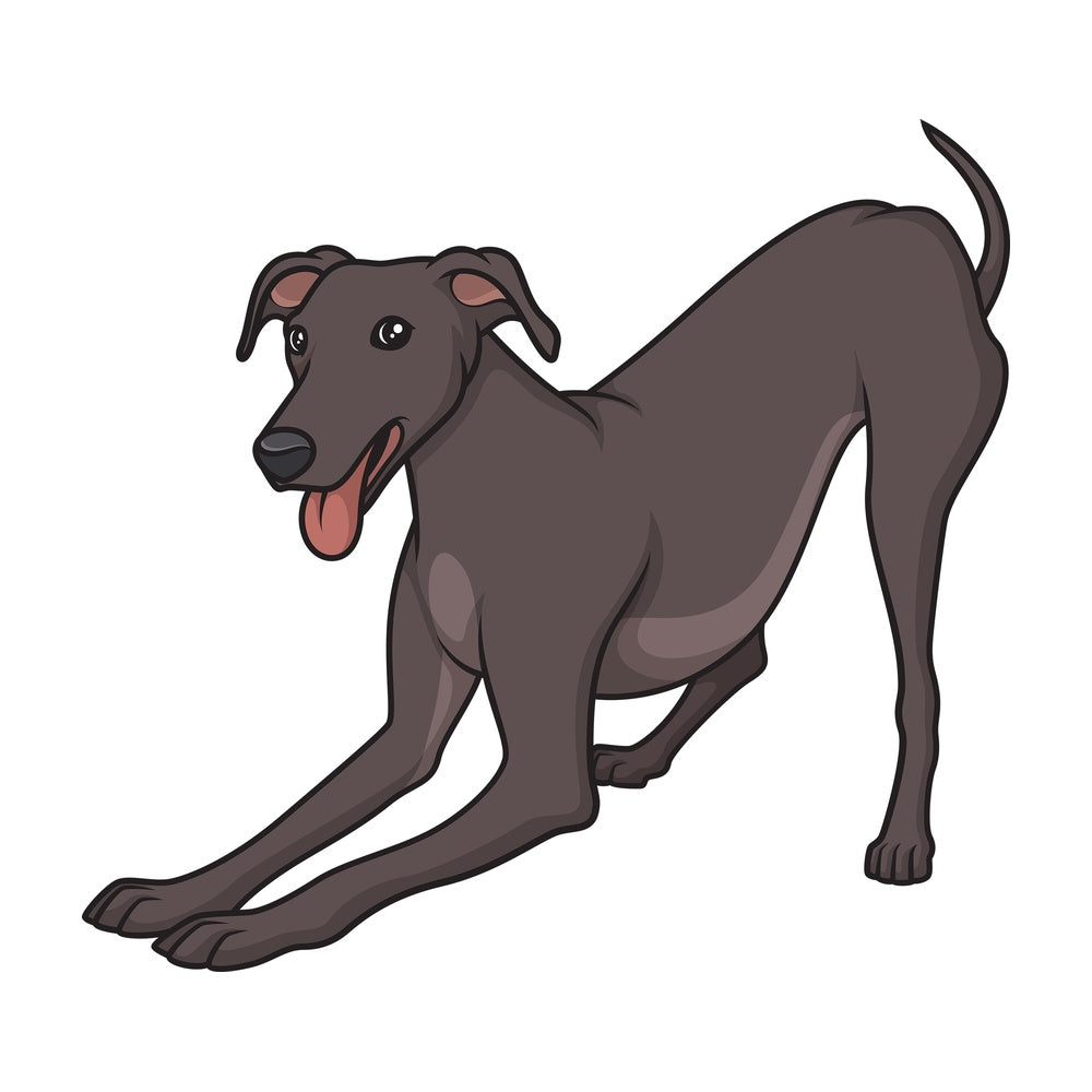 Playful greyhound. PNG - JPG and vector EPS (infinitely scalable).