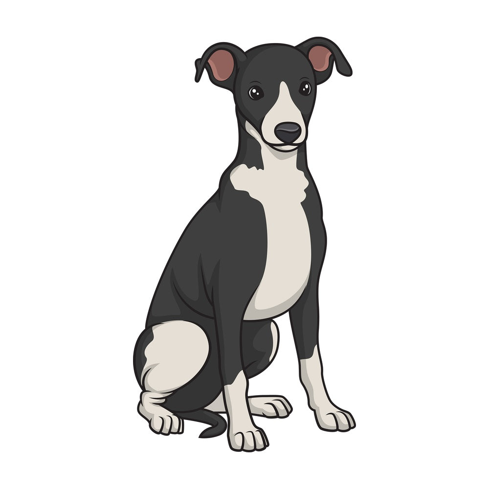 Cute greyhound puppy. PNG - JPG and vector EPS (infinitely scalable).