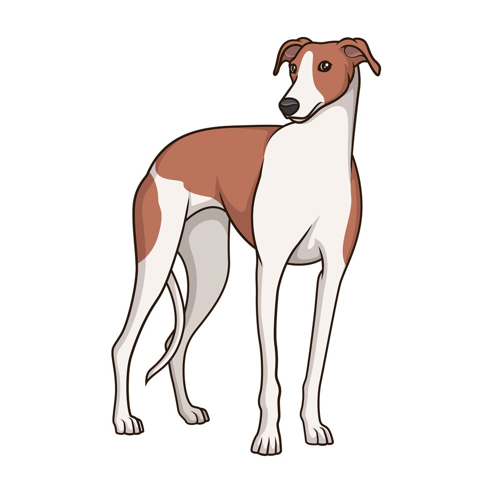 Proud greyhound. PNG - JPG and vector EPS (infinitely scalable).