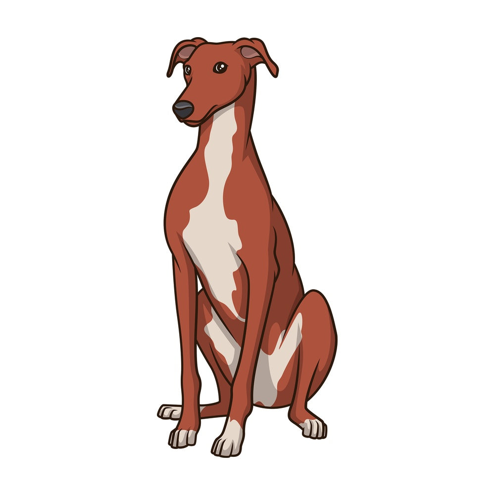 Obedient greyhound sitting. PNG - JPG and vector EPS (infinitely scalable).