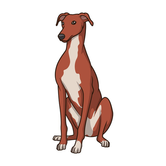 Obedient greyhound sitting. PNG - JPG and vector EPS (infinitely scalable).