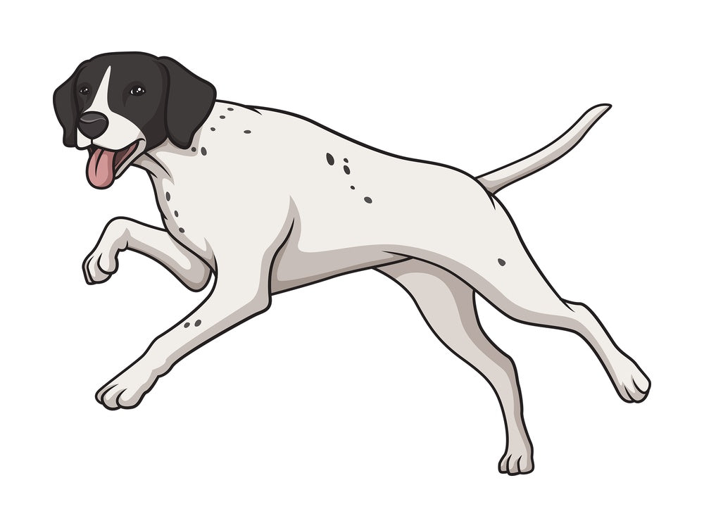 English pointer running. PNG - JPG and vector EPS (infinitely scalable).