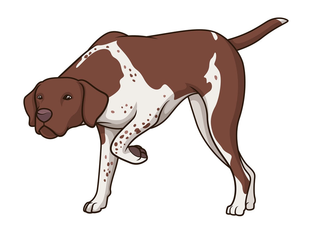 Liver white pointer sniffing. PNG - JPG and vector EPS (infinitely scalable).