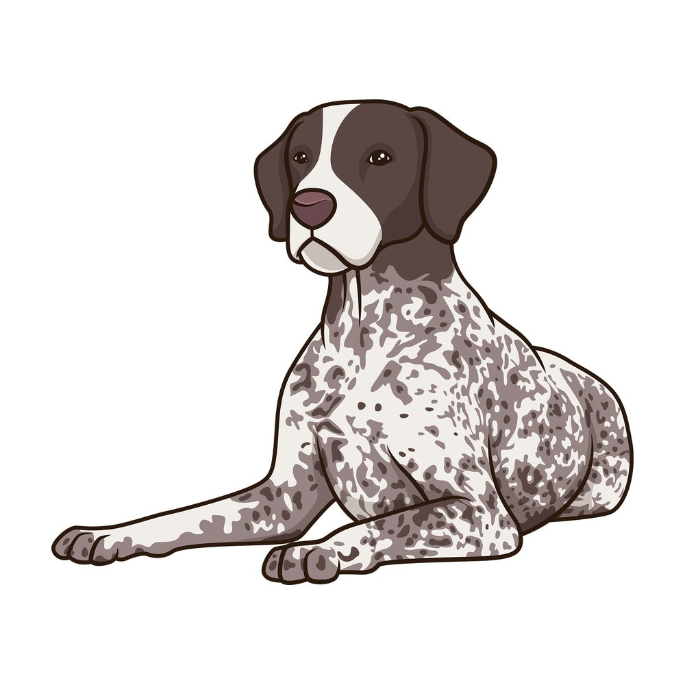 White ticked pointer lying down. PNG - JPG and vector EPS (infinitely scalable).