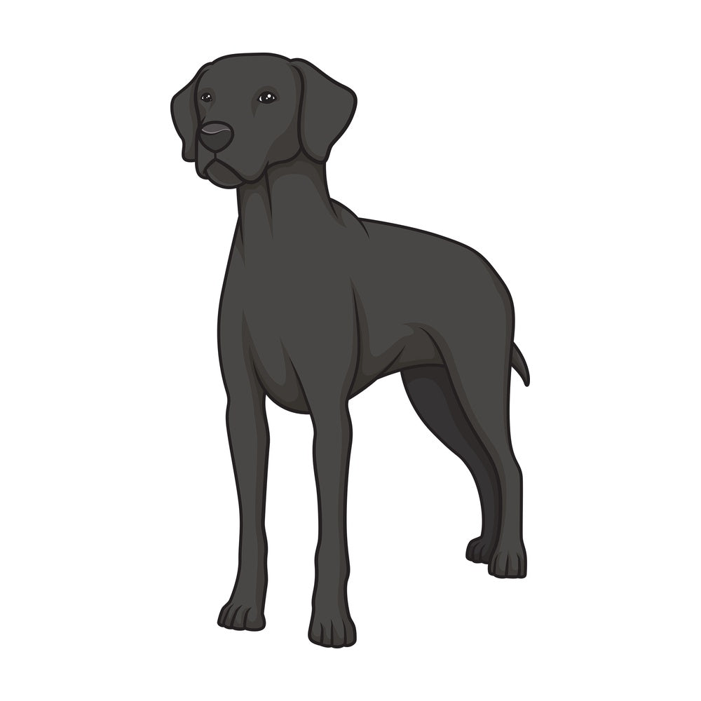 Proud black pointer. PNG - JPG and vector EPS (infinitely scalable).