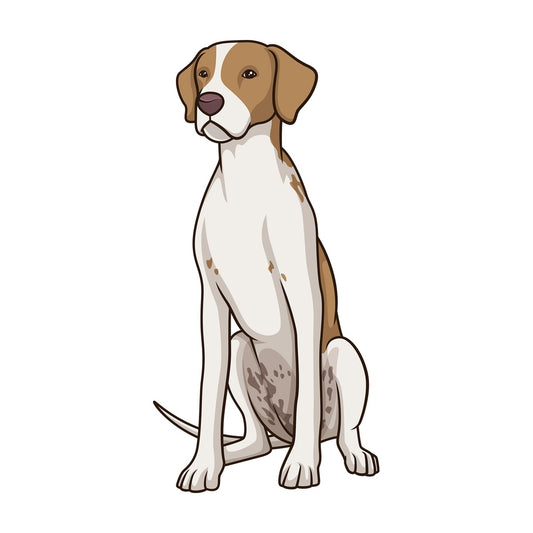 Obedient english pointer sitting. PNG - JPG and vector EPS (infinitely scalable).