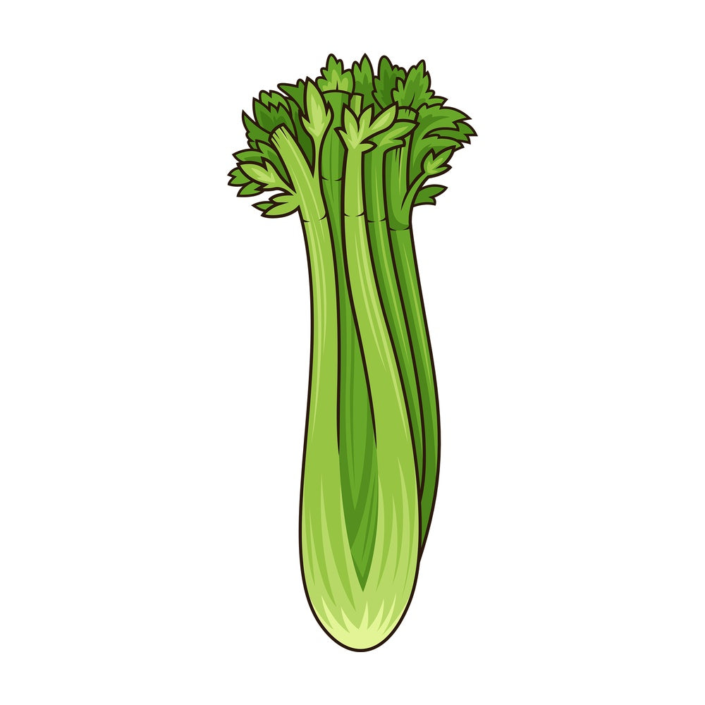 Simple celery. PNG - JPG and vector EPS file formats (infinitely scalable). Image isolated on transparent background.