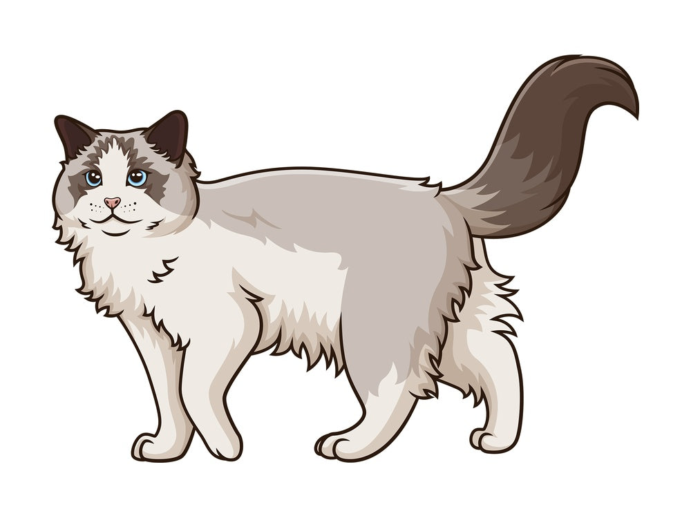 Walking ragdoll cat. PNG - JPG and vector EPS (infinitely scalable).