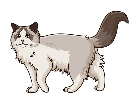 Walking ragdoll cat. PNG - JPG and vector EPS (infinitely scalable).