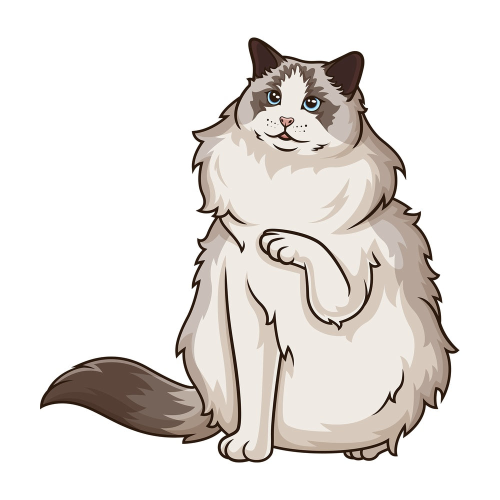 Playful ragdoll cat. PNG - JPG and vector EPS (infinitely scalable).