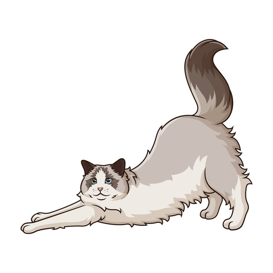 Ragdoll cat stretching. PNG - JPG and vector EPS (infinitely scalable).