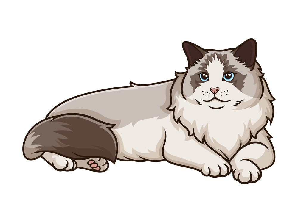 Ragdoll cat lying down. PNG - JPG and vector EPS (infinitely scalable).