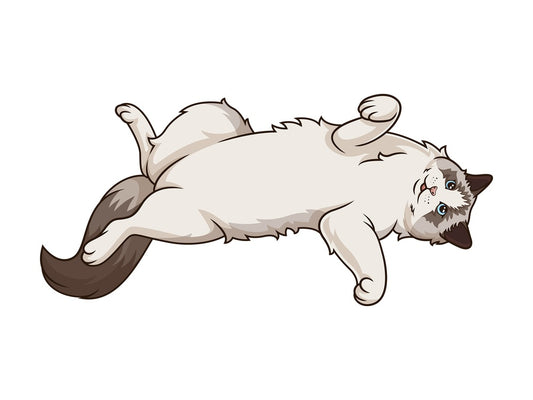 Ragdoll cat lying on its back. PNG - JPG and vector EPS (infinitely scalable).