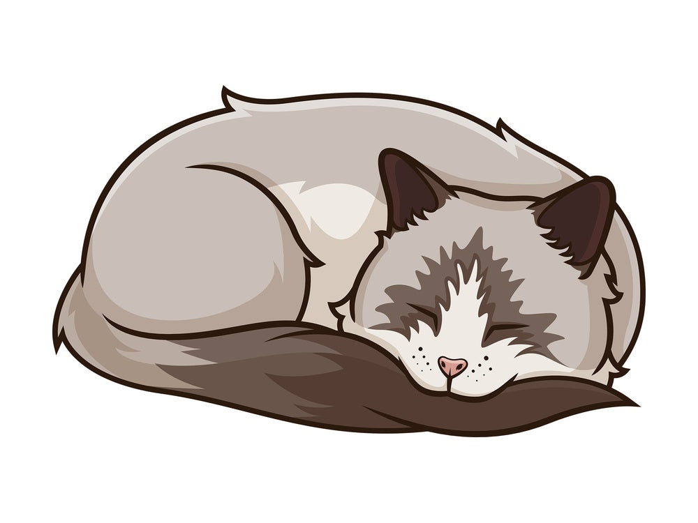 Ragdoll cat sleeping. PNG - JPG and vector EPS (infinitely scalable).