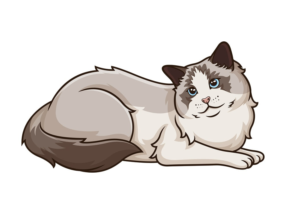 Curious ragdoll cat. PNG - JPG and vector EPS (infinitely scalable).