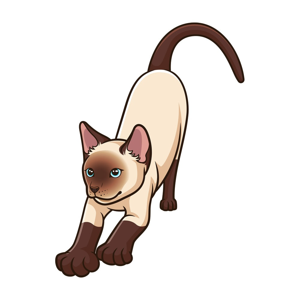 Siamese cat stretching. PNG - JPG and vector EPS (infinitely scalable).
