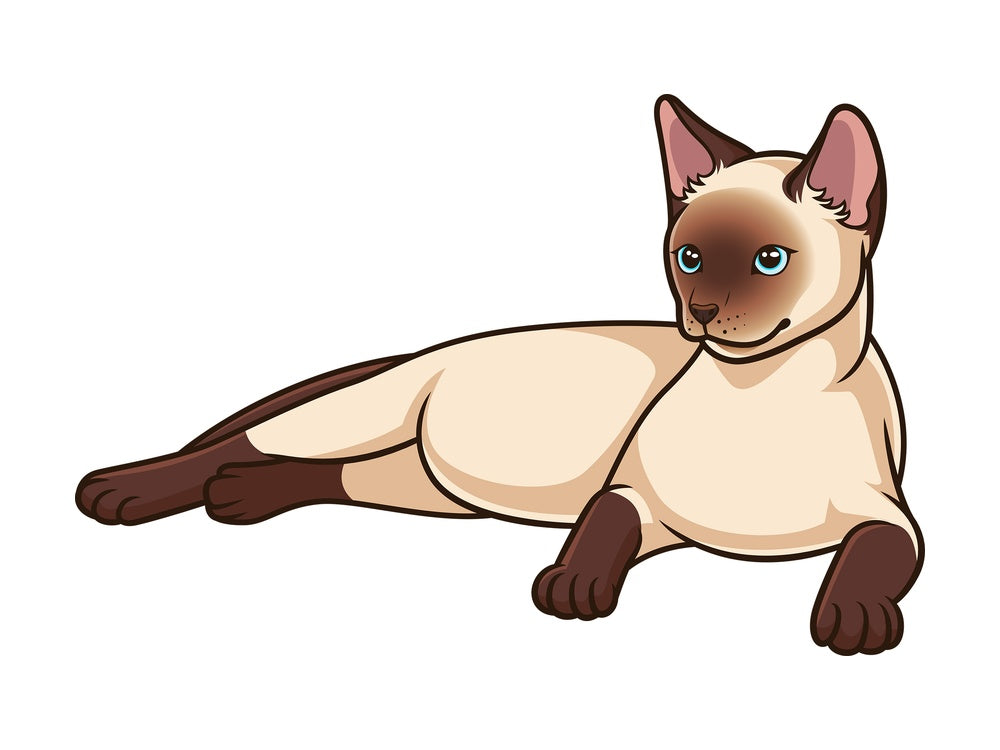 Siamese cat lying down. PNG - JPG and vector EPS (infinitely scalable).
