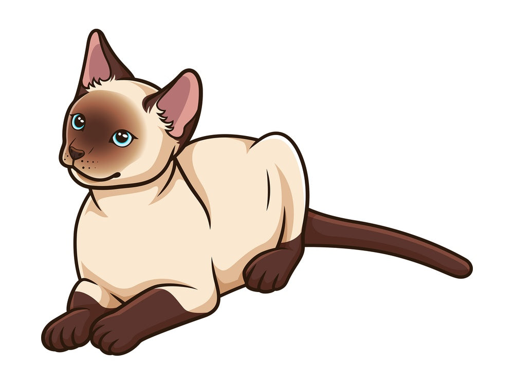 Curious siamese cat. PNG - JPG and vector EPS (infinitely scalable).