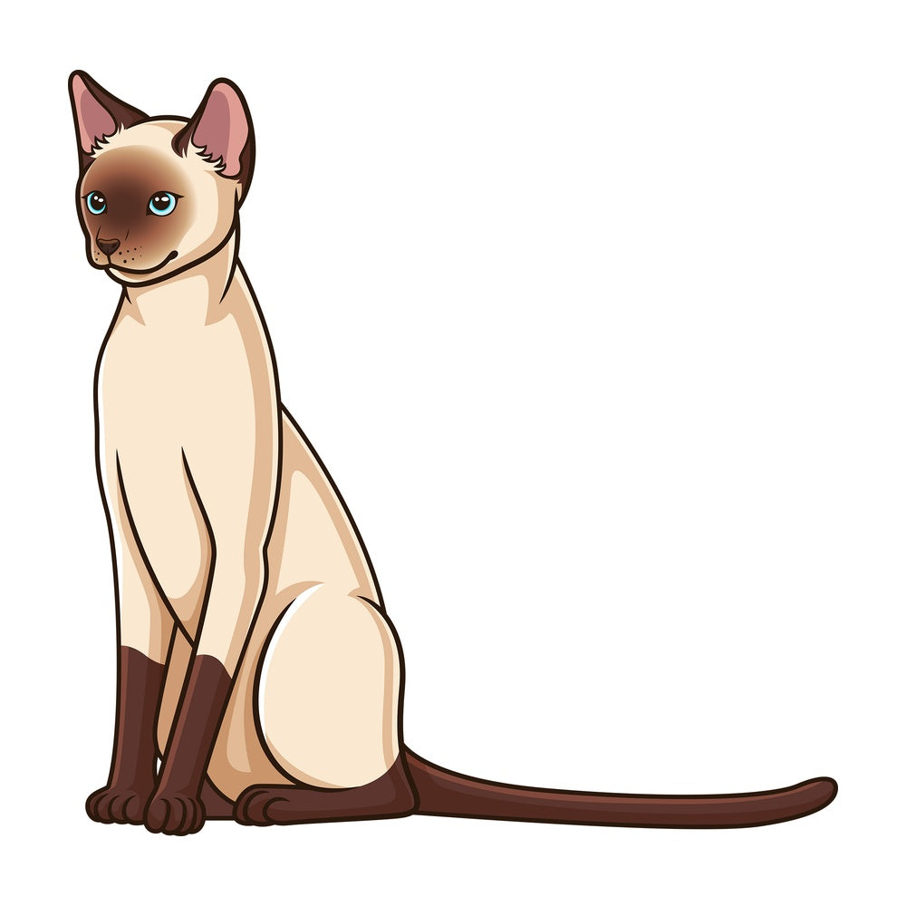 Siamese cat sitting. PNG - JPG and vector EPS (infinitely scalable).