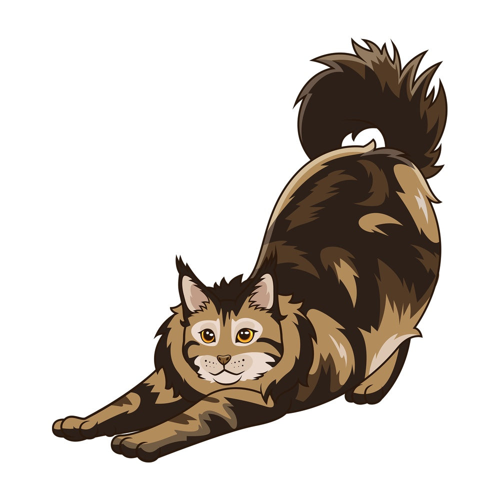 Maine coon cat stretching. PNG - JPG and vector EPS (infinitely scalable).